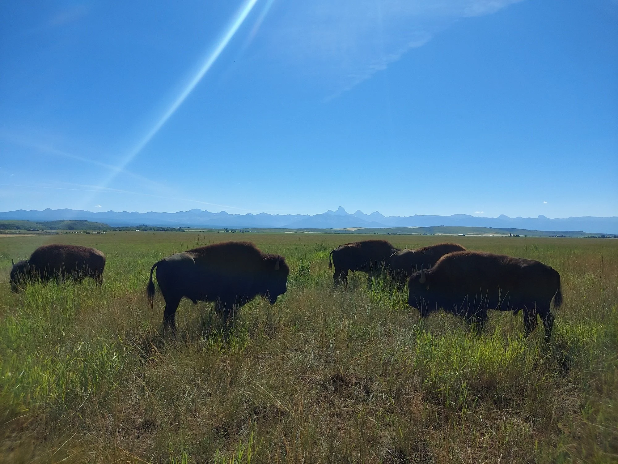 An Hour of Buffalo (all ages) | Saturday, Oct 4th | 2:00 - 3:00PM