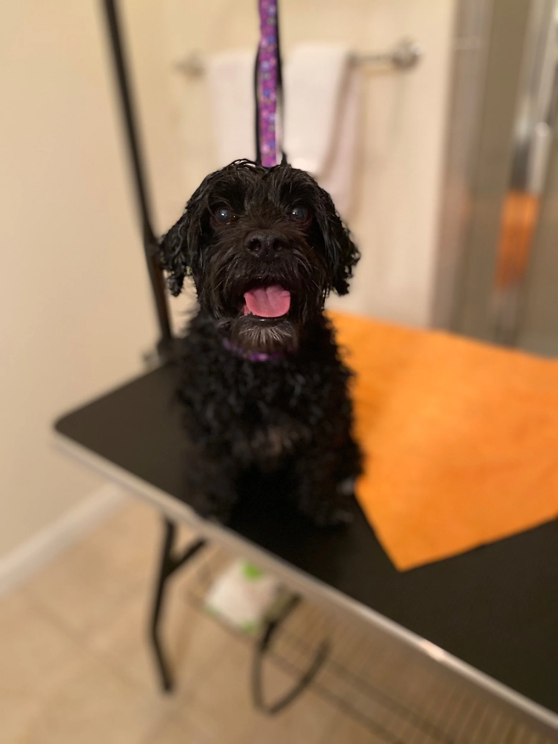 63295725374__642E7853-BA07-4B82-B1CC-BE1F6216989C.fullsizerender.jpeg