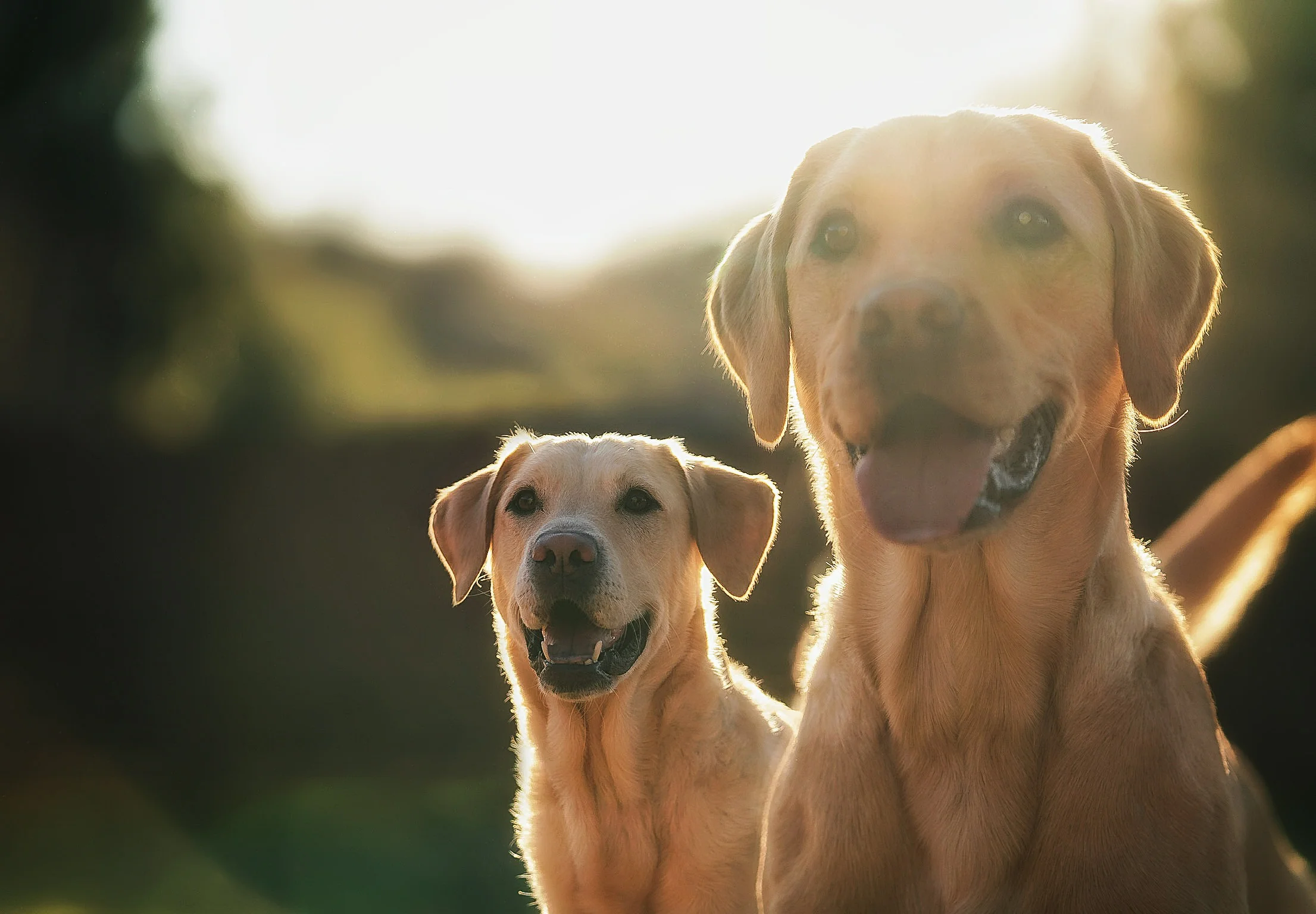 Ausitn Photographer | dogs and Pet Photography Portrait | Tajch 23.jpg