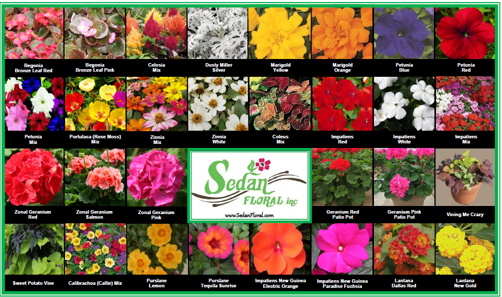 images of flowers.png