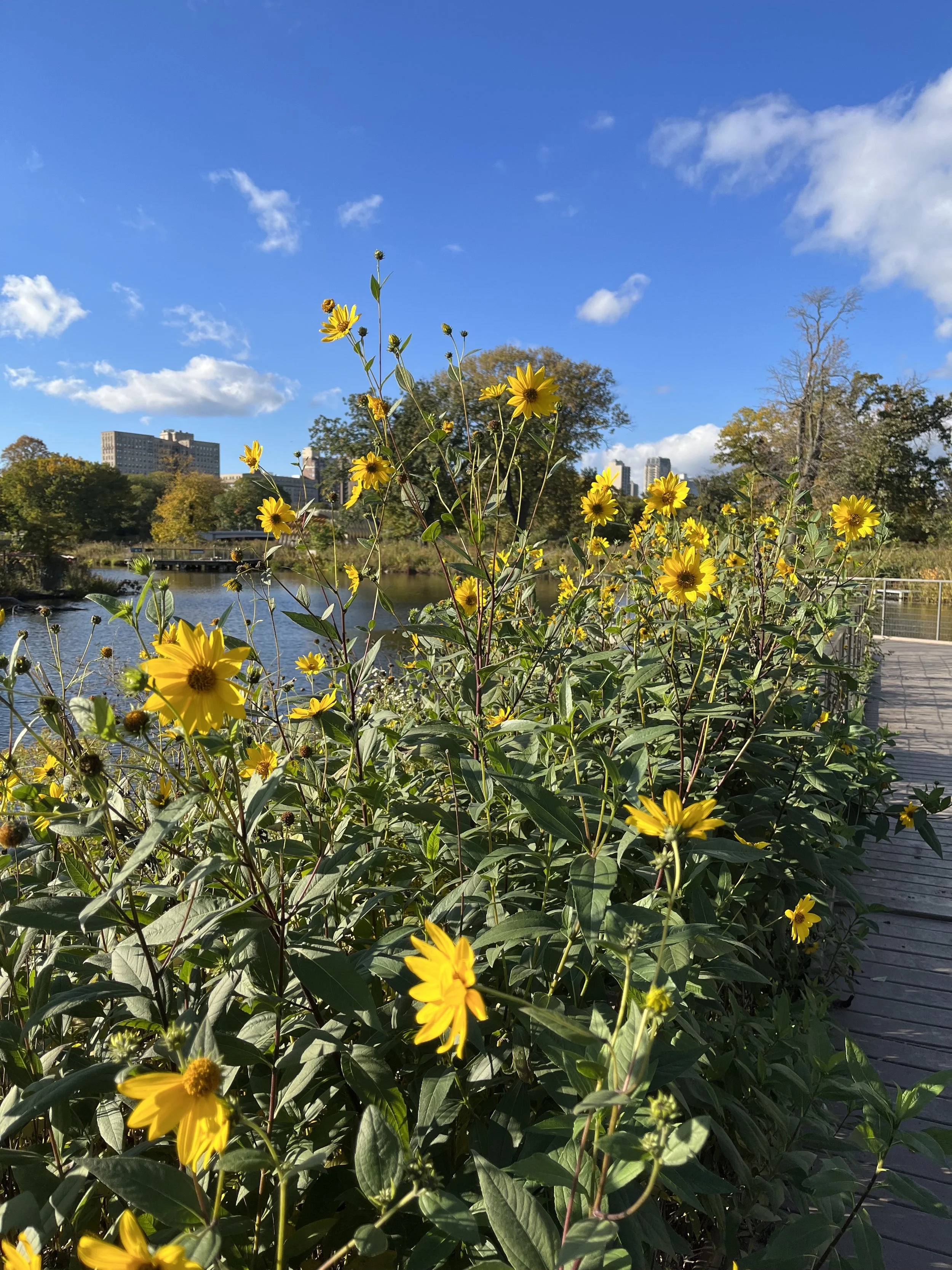 Sunflowers4Website.jpg