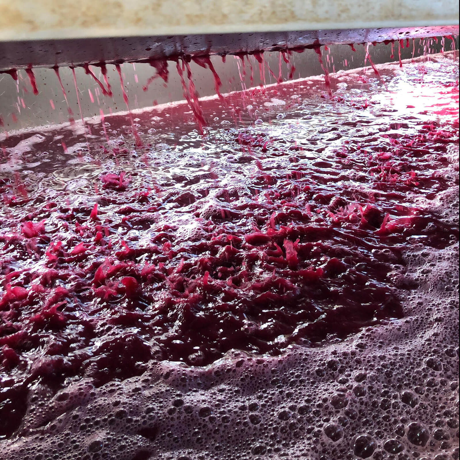 Photo: Making wine at Odonata Winery 