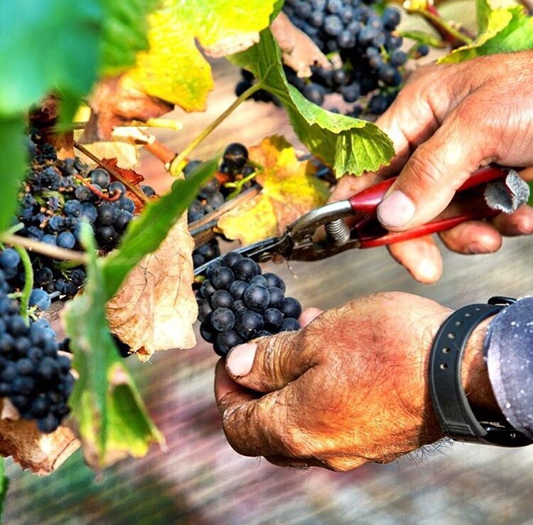 Photo: cutting grapes off the vine