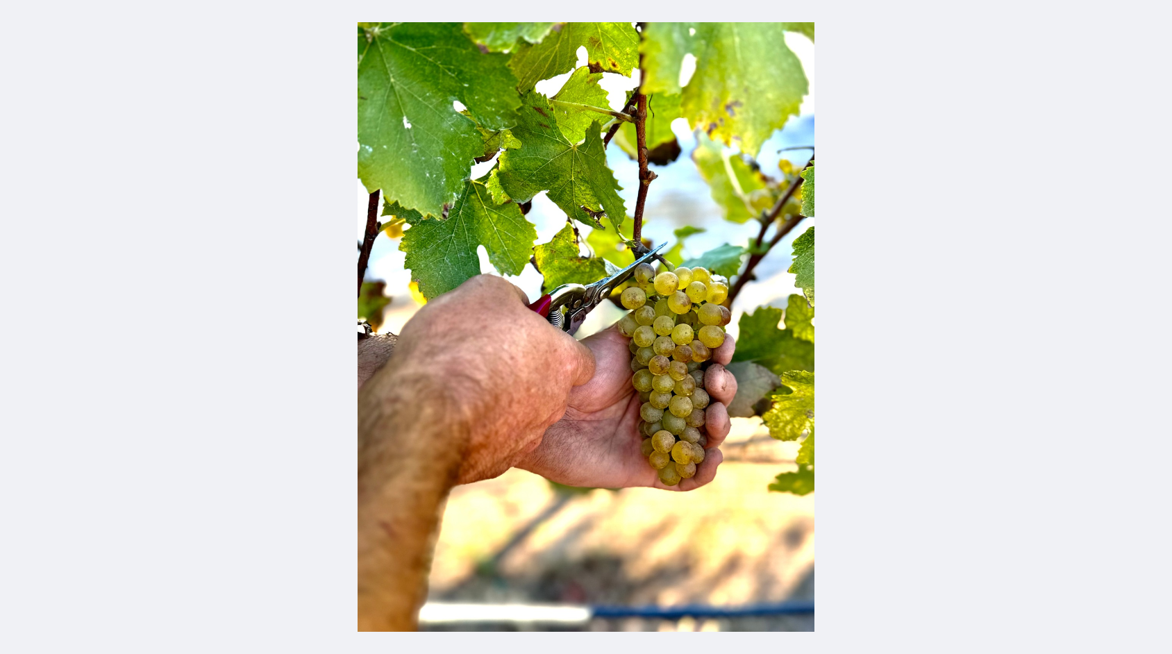 White grapes.png