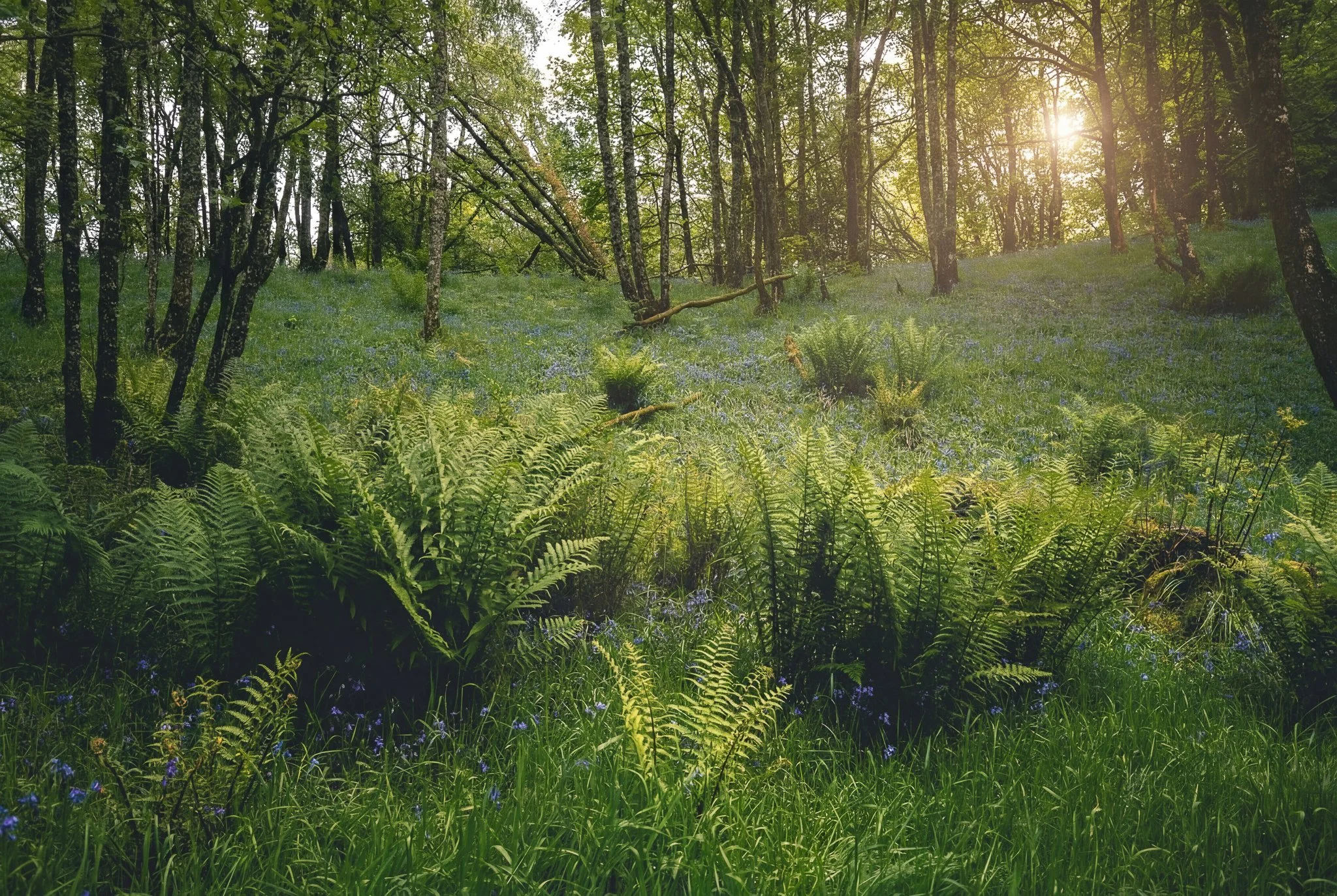 Ali Watt Photographer Loch Voil Bluebells-1.jpg