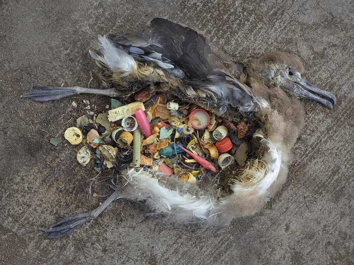 Deadly impact of micro plastic on wildlife and marine life