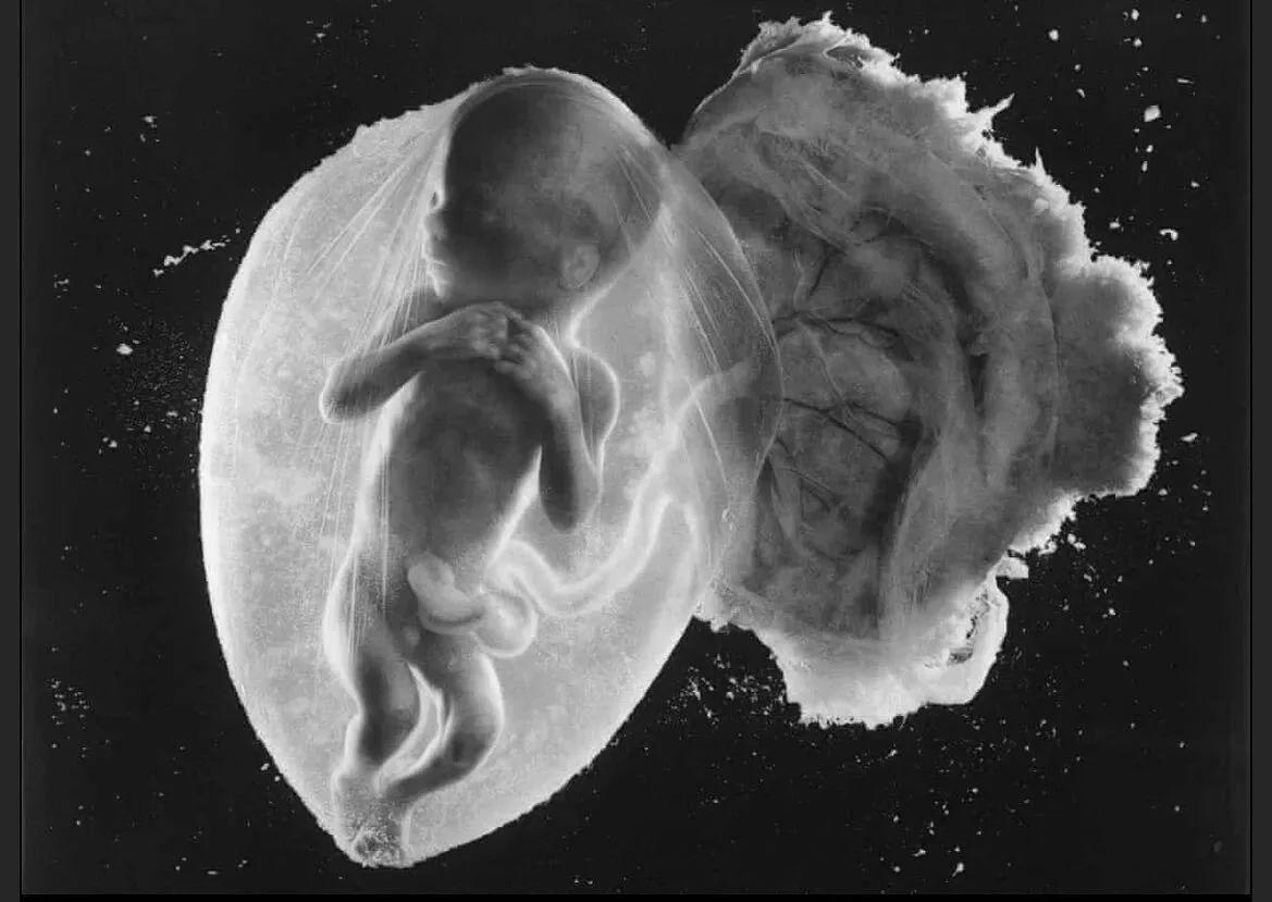 Reposted from @the_modern_midwife D I D • you know that placental cells disguise themselves as uterine cells? This clever disguise tricks your uterus so the cells can imbed deep into it - connecting you and your baby. But most importantly offeri