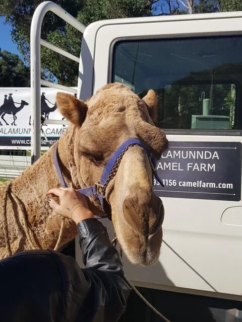 CAMEL SPOTTING AT THE BALINGUP FAIR