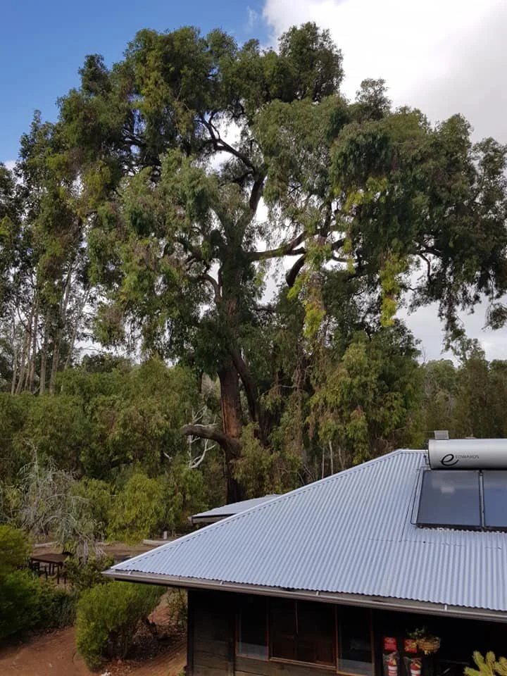 ANCIENT AND WISE 400-YEAR-OLD TREE BY MAIN HALL AT ORIGINS CENTRE