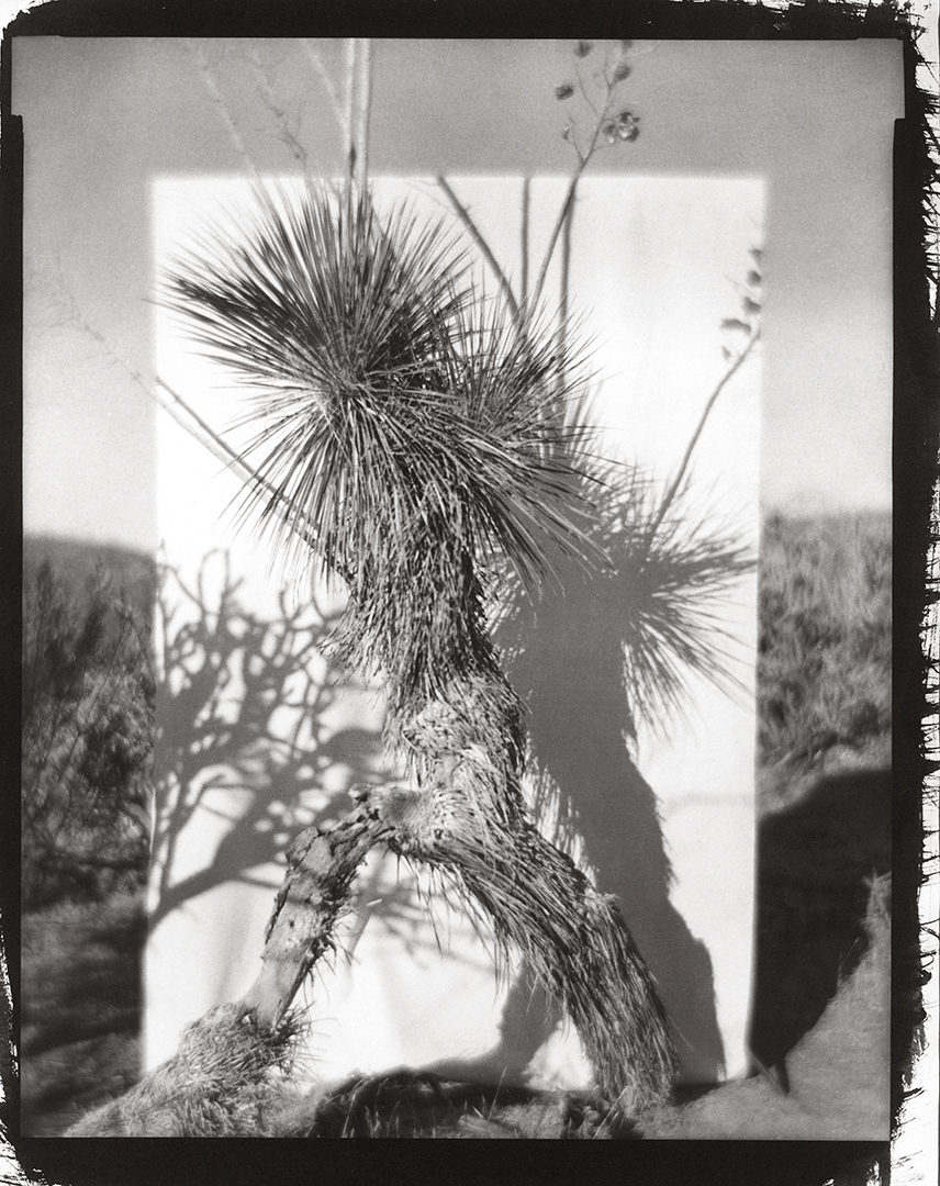01-Large-Yucca-shop.png