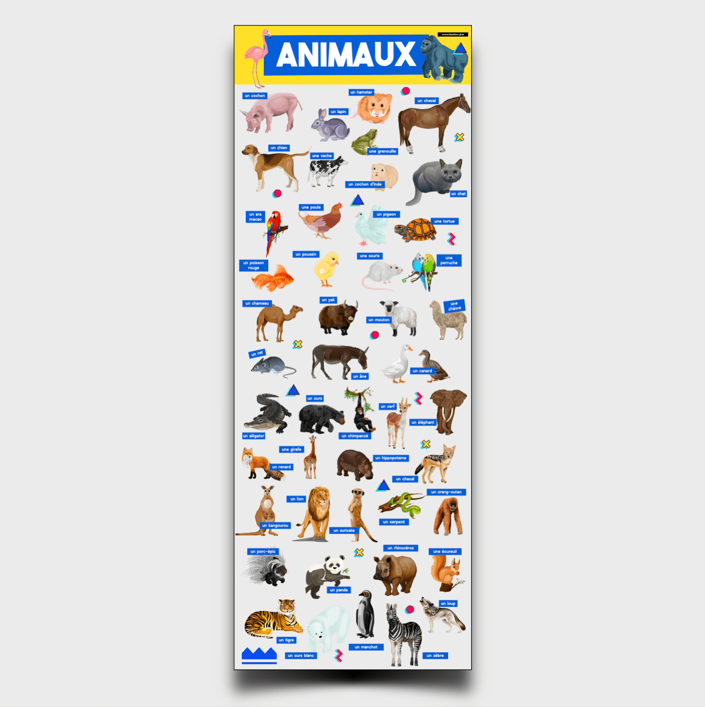 FRENCH VOCABULARY XL INFOGRAPHIC POSTER: ANIMALS — BLACK BOX EDUCATION