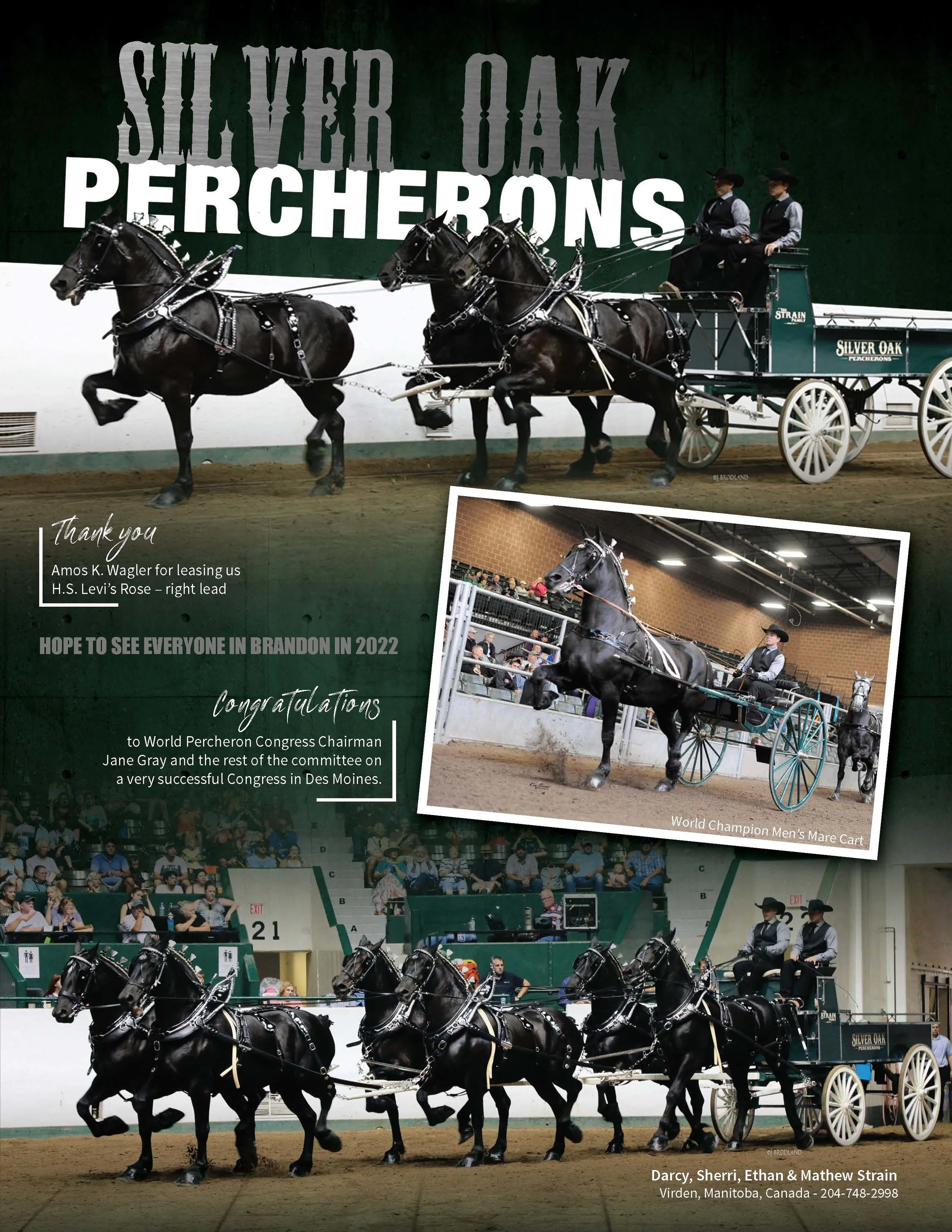 Silver Oak Percherons