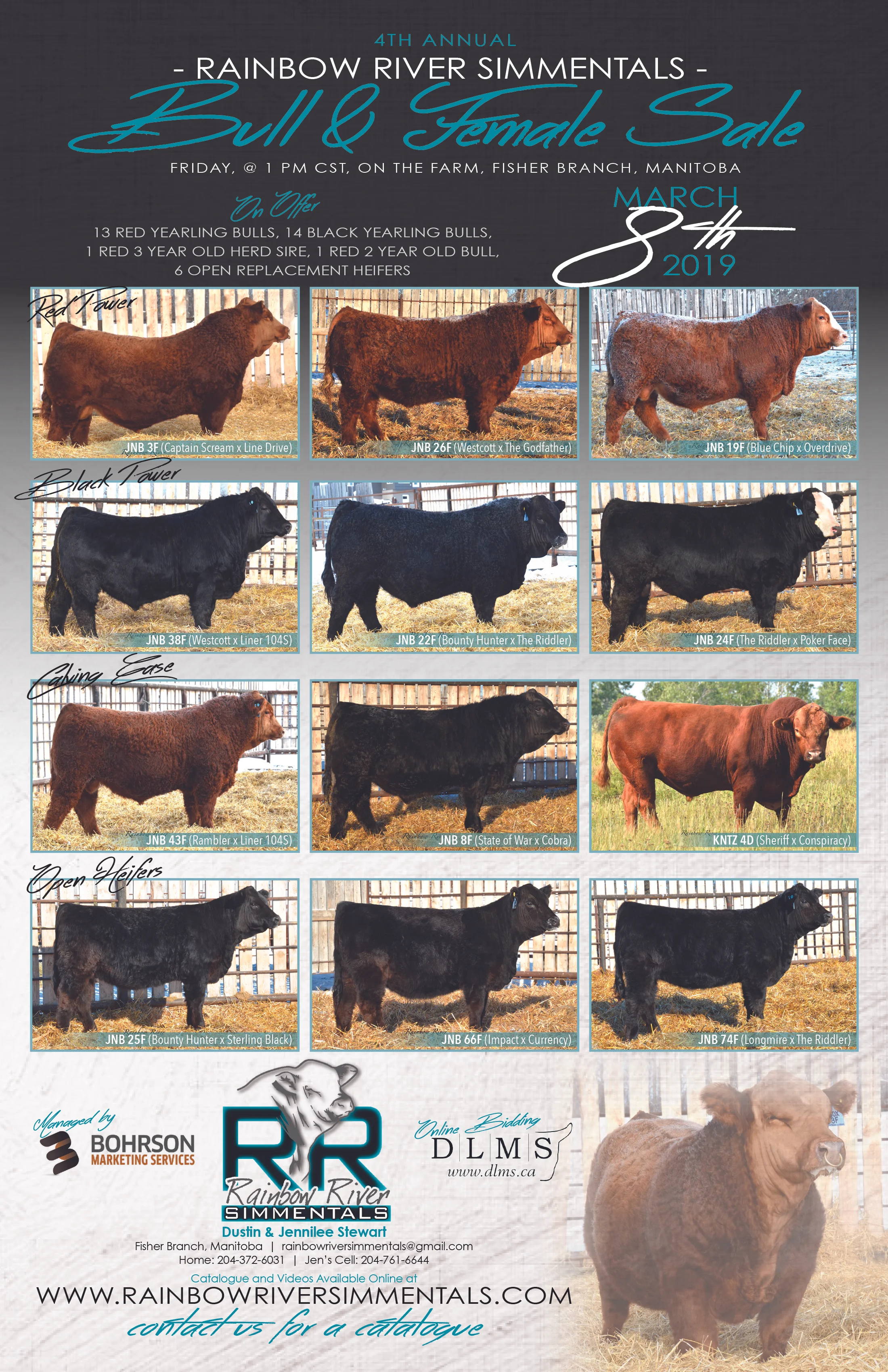 Rainbow River Simmentals Magazine Advertisement