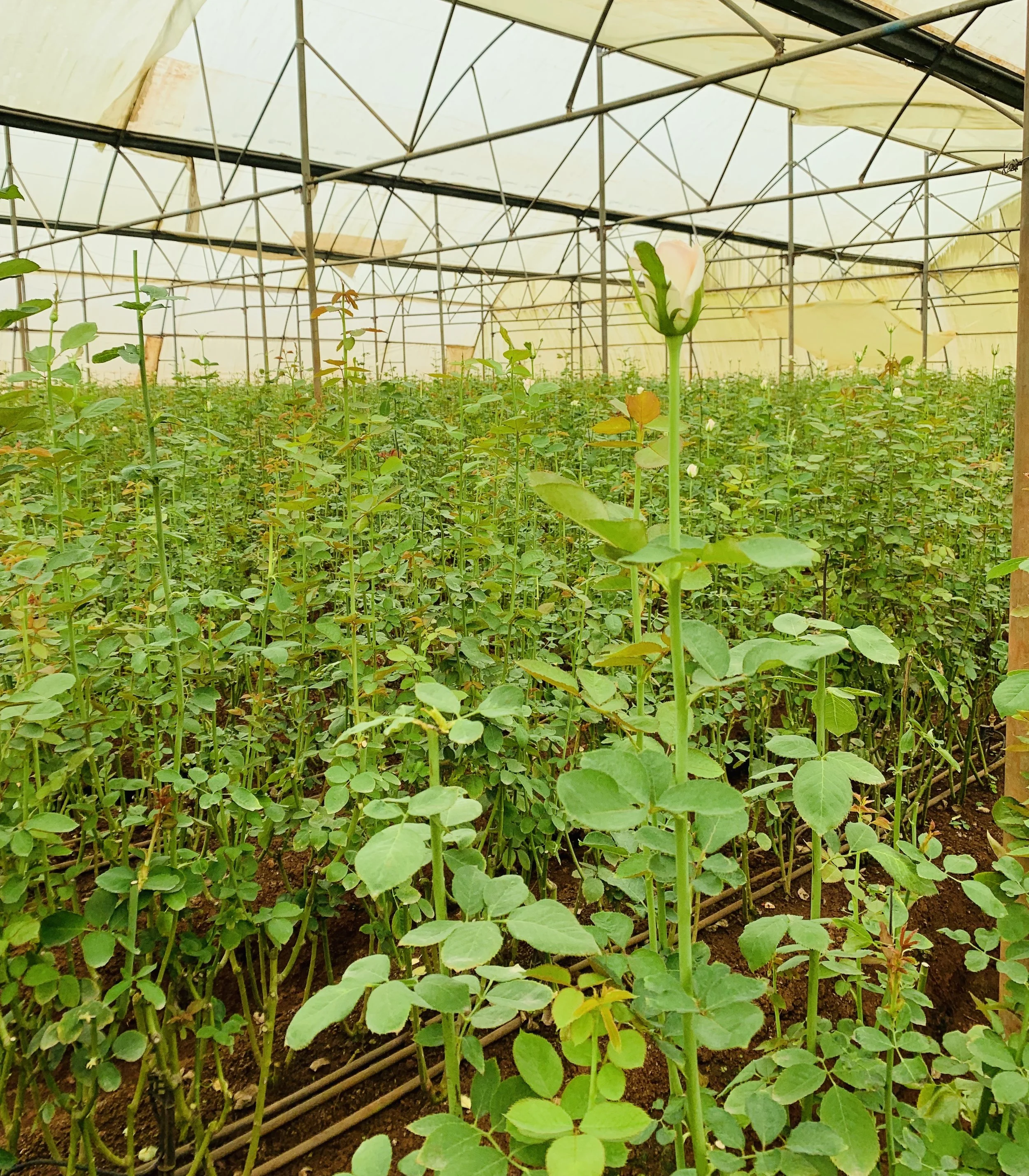 Rck Impex Private Limited Rose Exporters From India