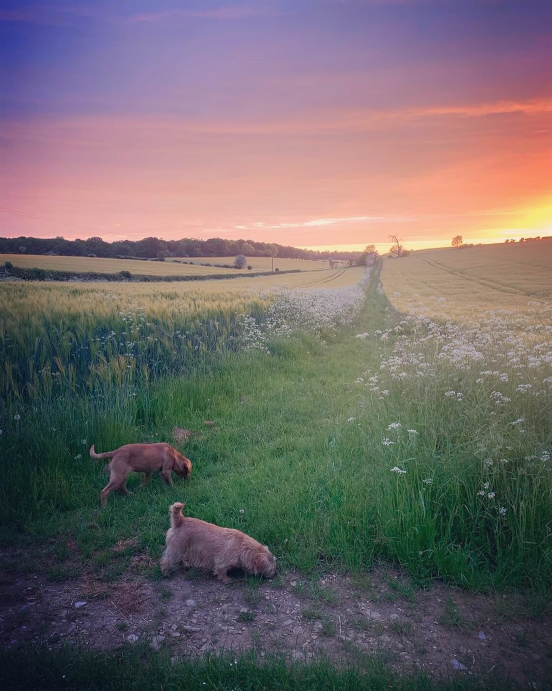 Just over a month to go until we welcome our 2021 Kozi students! 🤩

Very excited to be up and running again - the property is looking gorgeous at the moment and we have 2 new puppies on site! This picture taken from just outside the classroom 🔥

Th