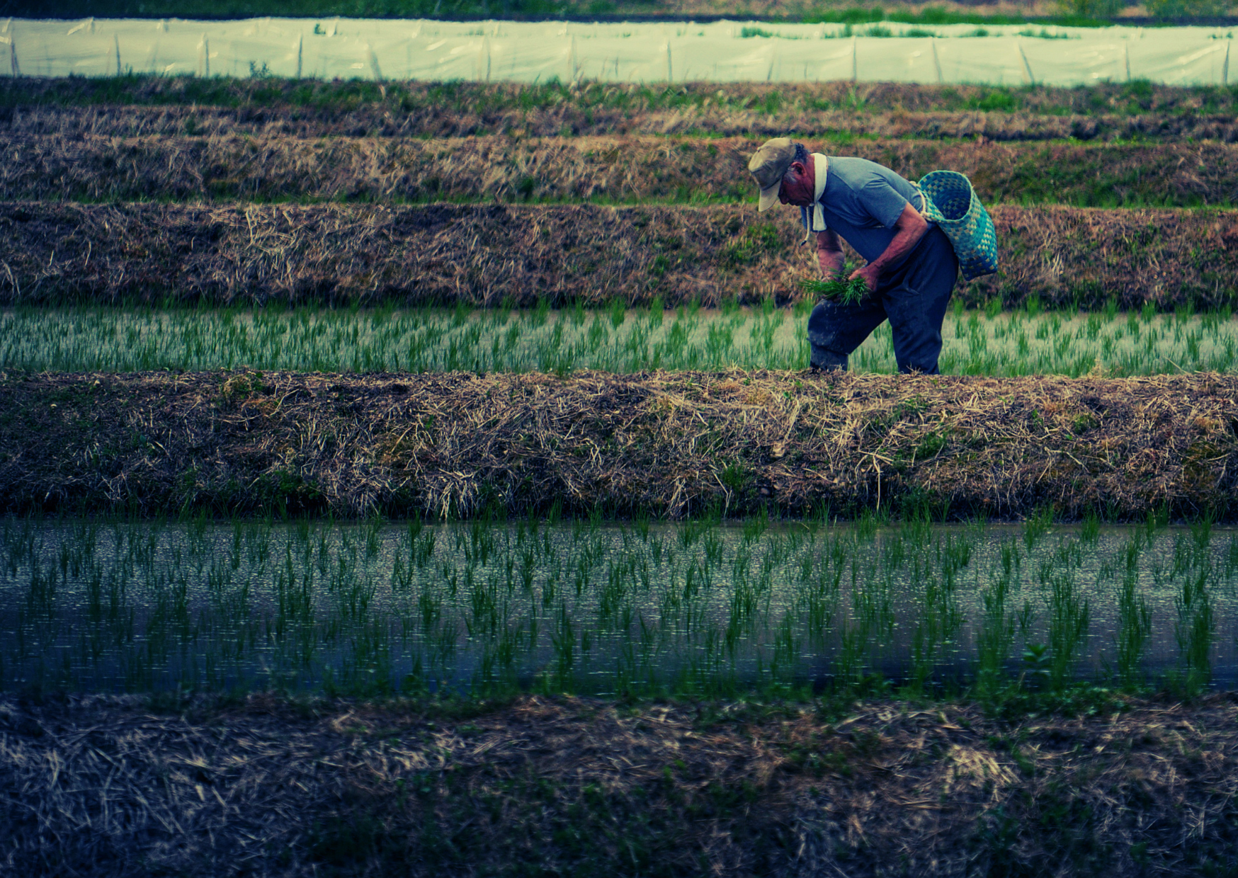 The strategic case against Japan's rice tariffs