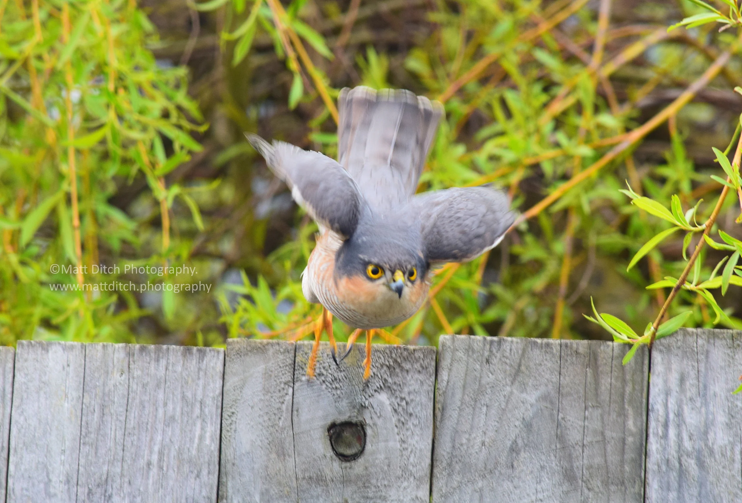  Shooting off after it’s prey. 