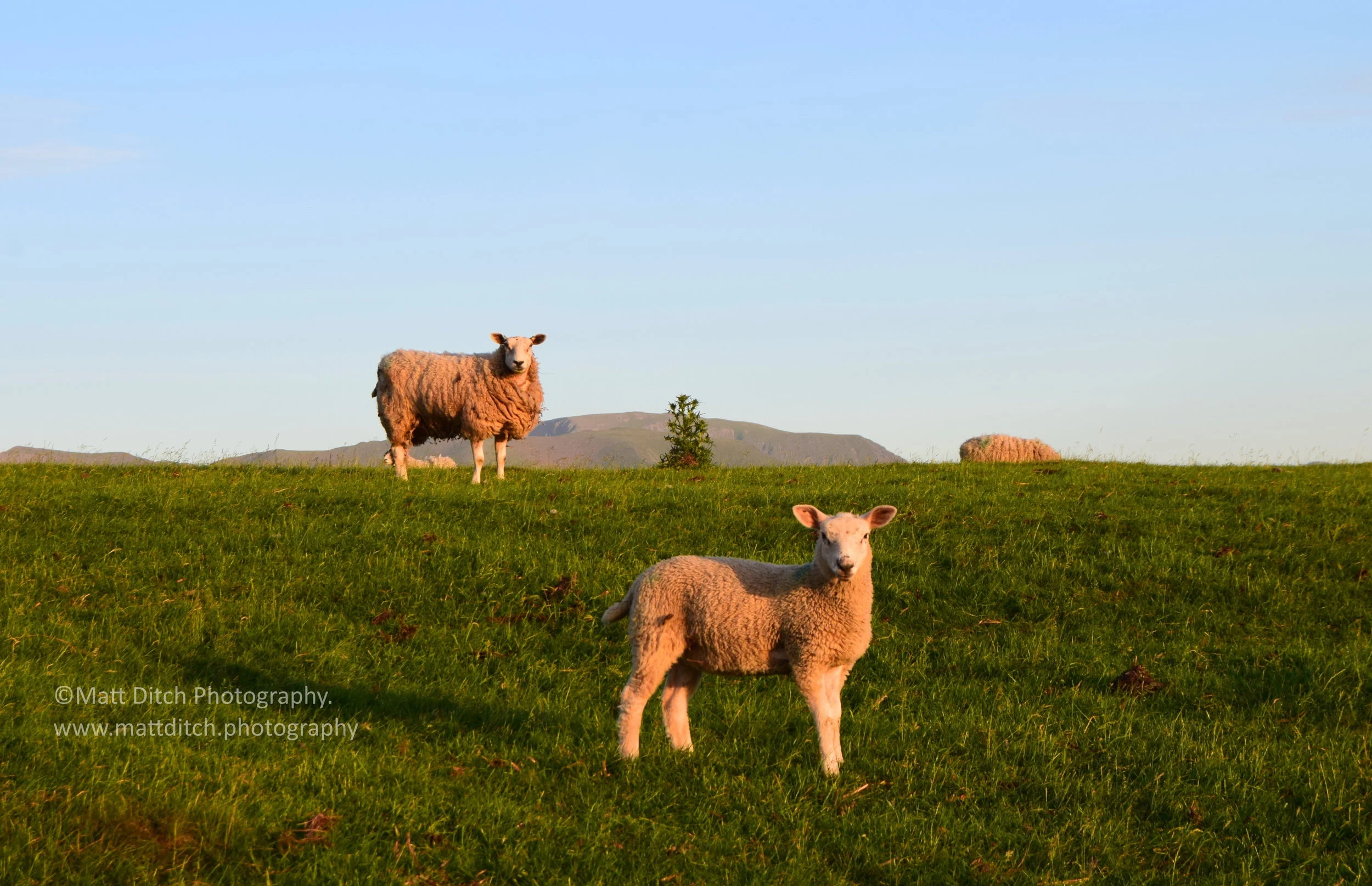  Sheep on Slatefell. 