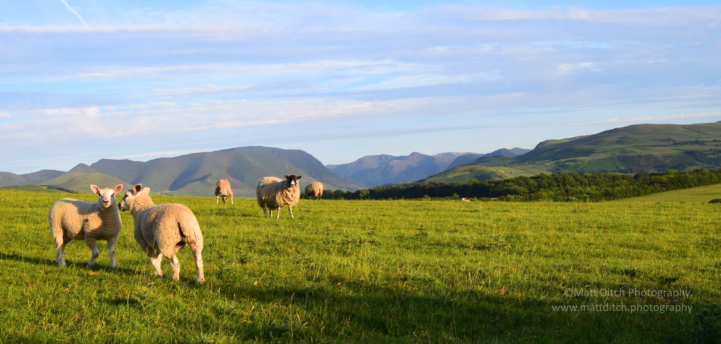  Lamb &amp; Sheep with the Buttermere valley in the background.  