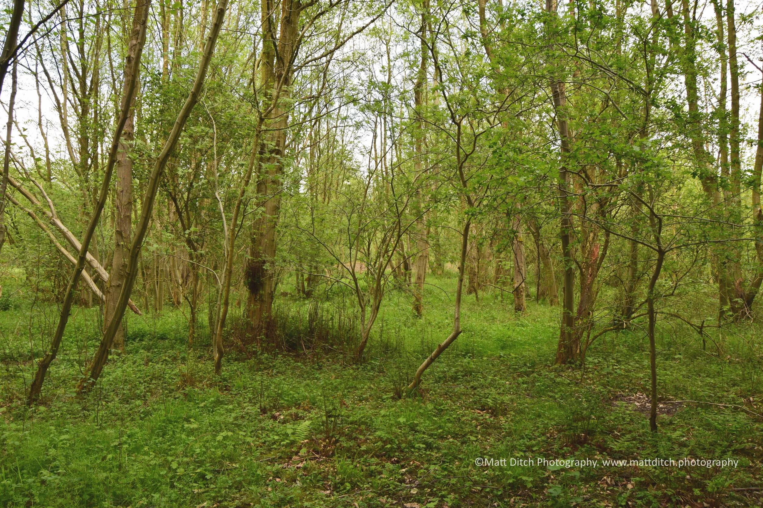  Looking towards Rowlands Gill from the other side of the tunnel. As mentioned above the Colliery would have been on the left. As to be expected little trace of it remains. The Coke ovens were straight ahead from here.  