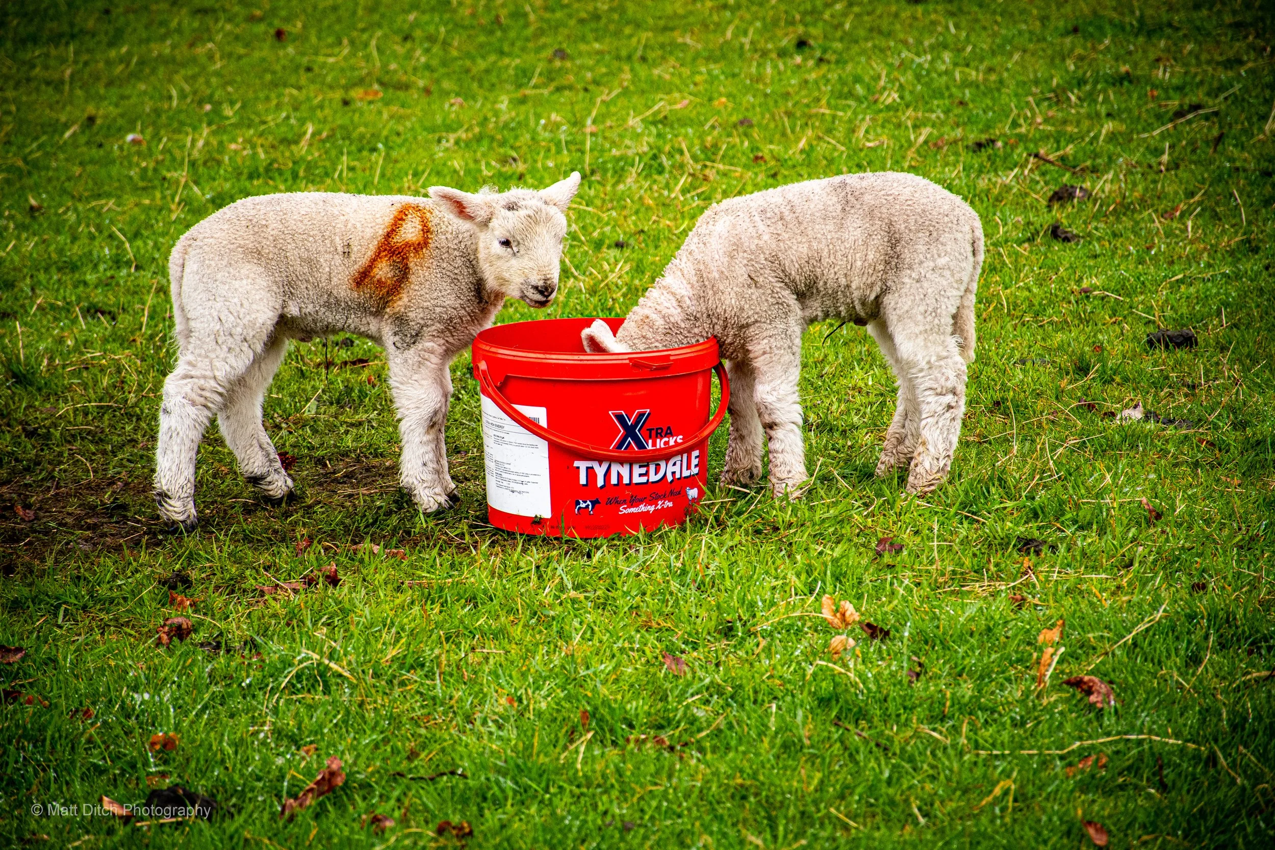 grassmere sheep-1.jpg