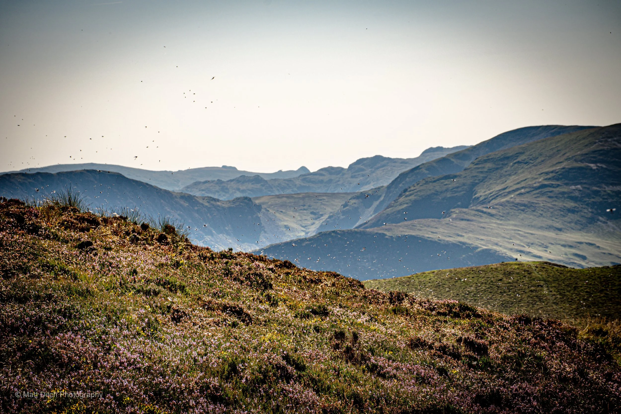 Coledale-26.jpg