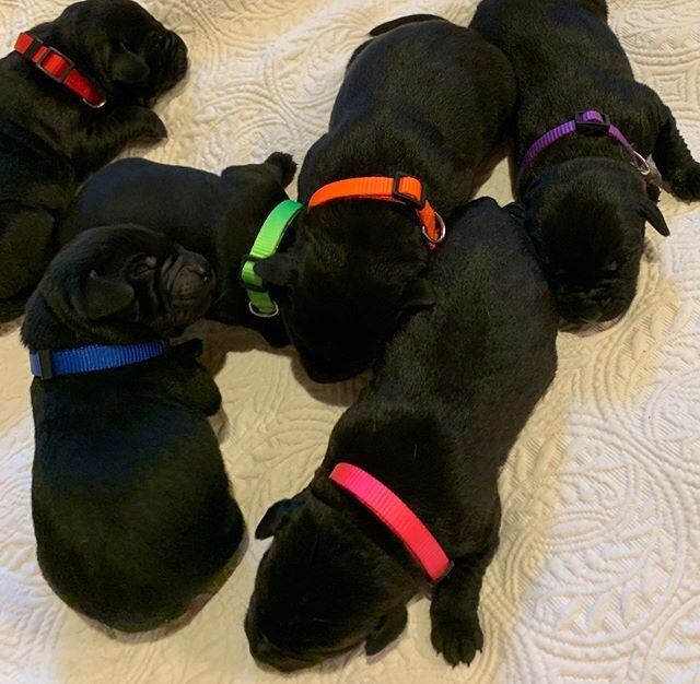 It&rsquo;s been a bit since I&rsquo;ve shared anything...we have been a little busy! 🐾

Our boy, Drake, is now a dad! Labrador puppies have made their arrival! 🖤 
Stay tuned tomorrow for updates on our recent SnapBabies...we even caught one grinnin