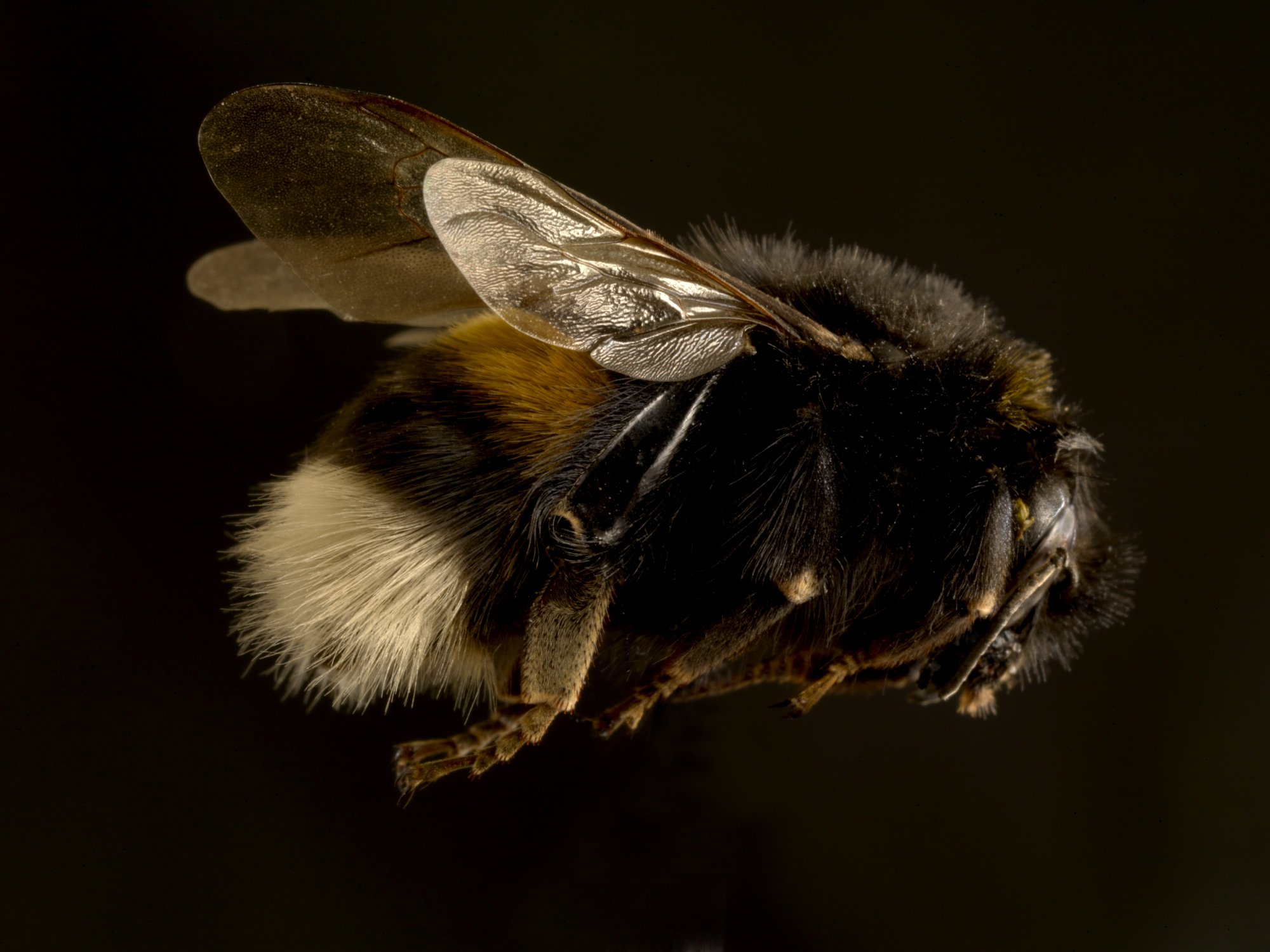Bumblebee.jpg