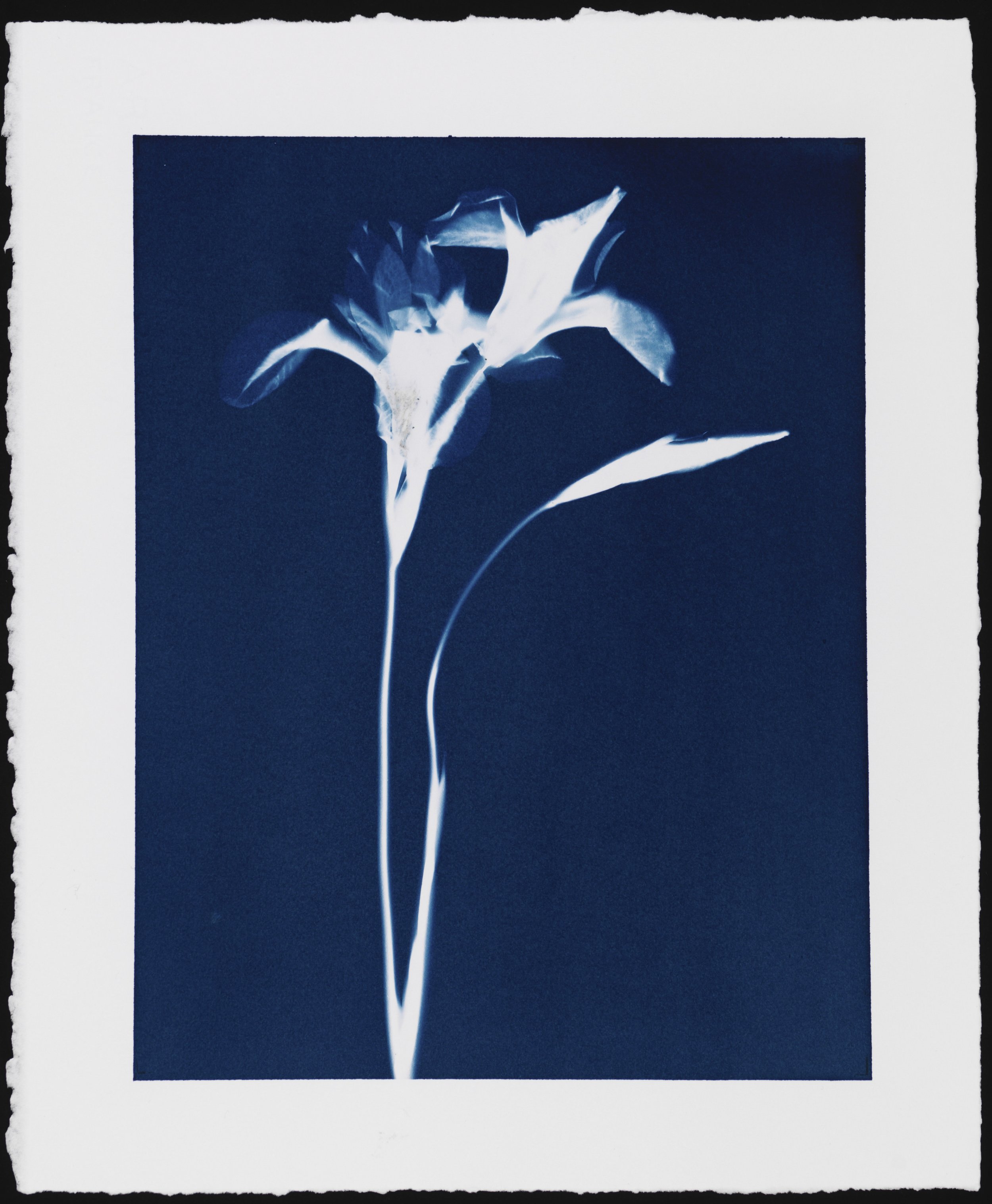 Parham_Cyanotype_SiberianIrisPhotogram_0382-Edit.jpg