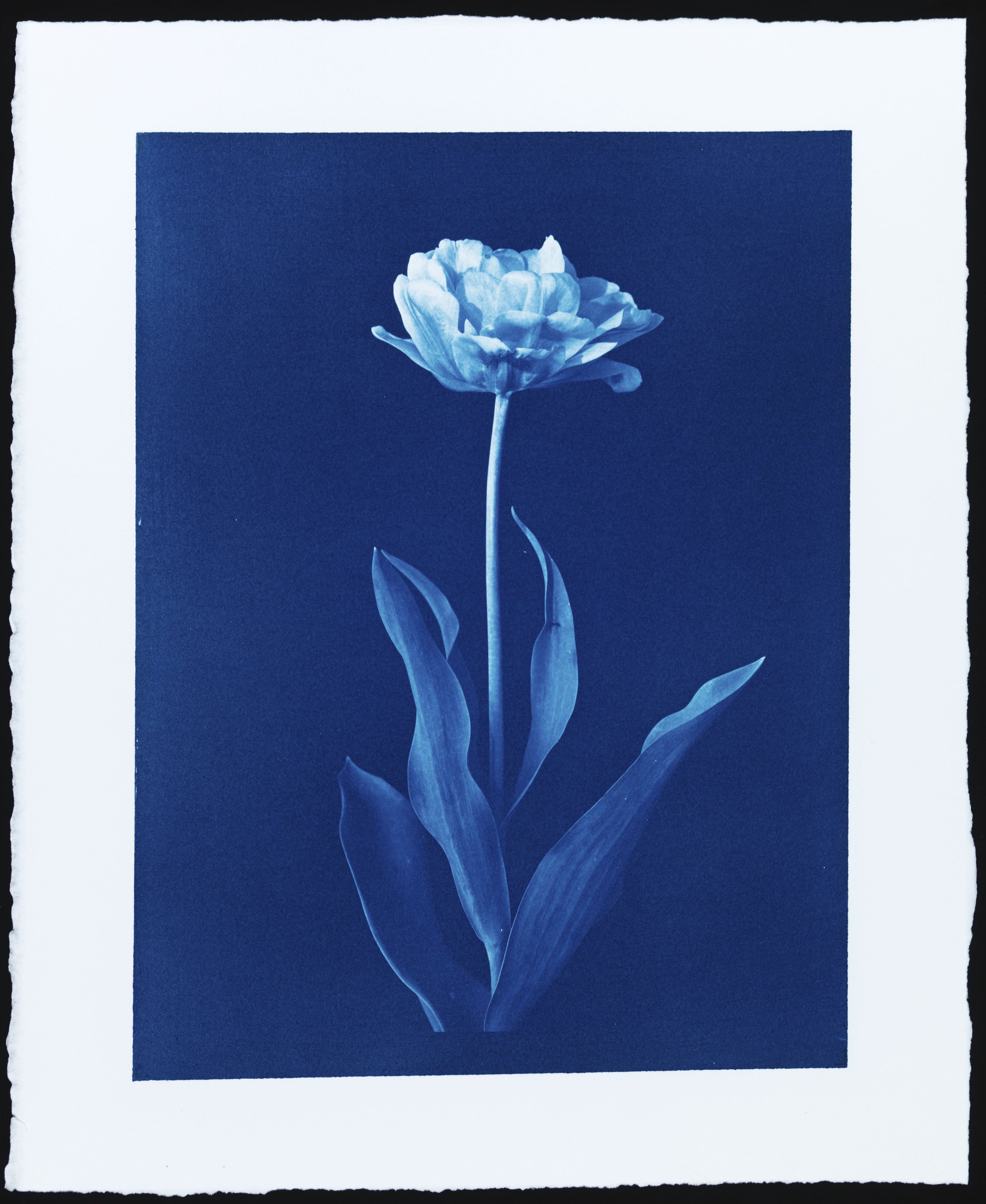 Parham_Cyanotype_TulipNo1_0365.jpg