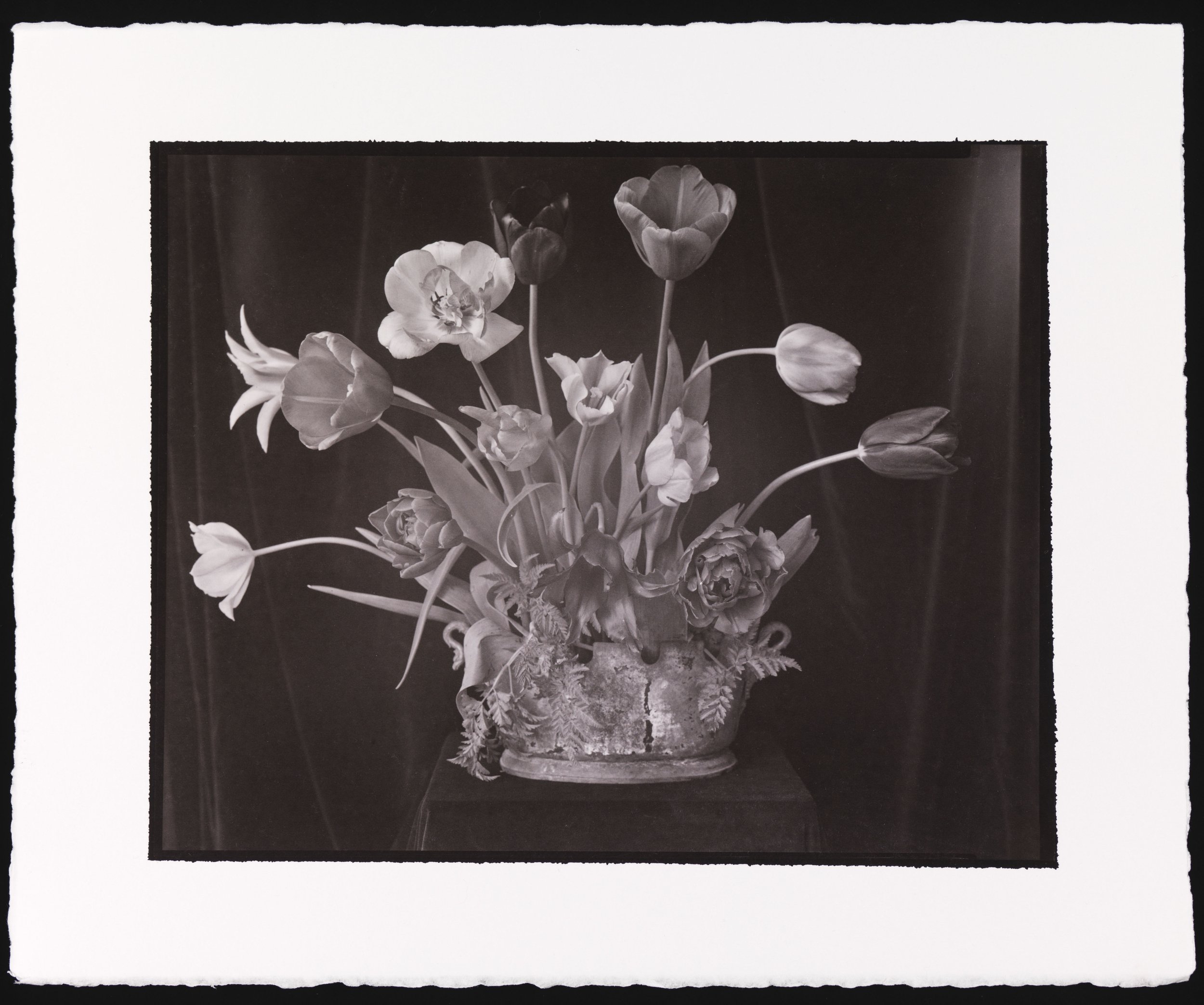 Parham_SaltPrint_TulipsinMetalBowl_0348.jpg