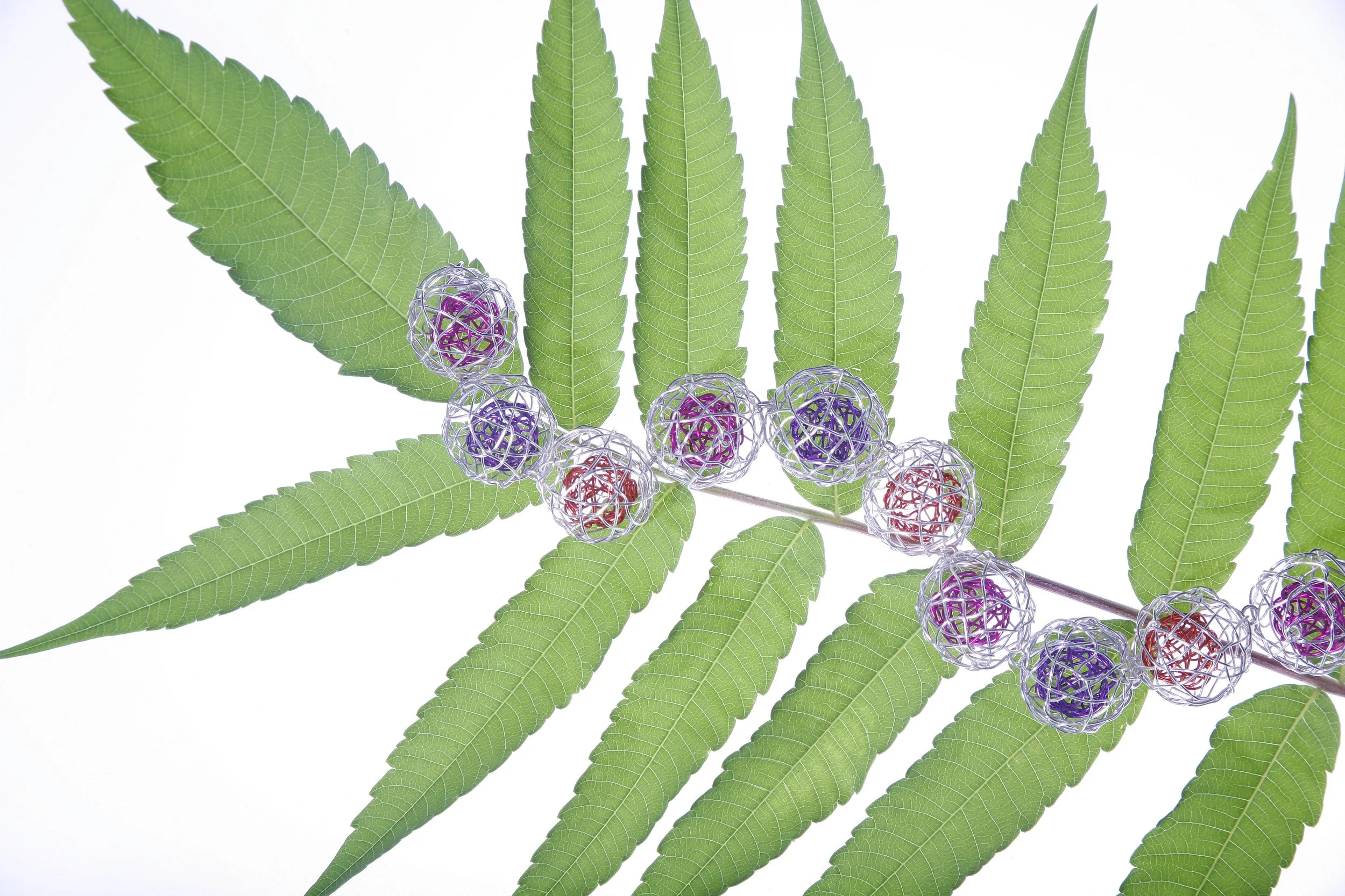 20100710_Chisa_Seeds-5325.JPG