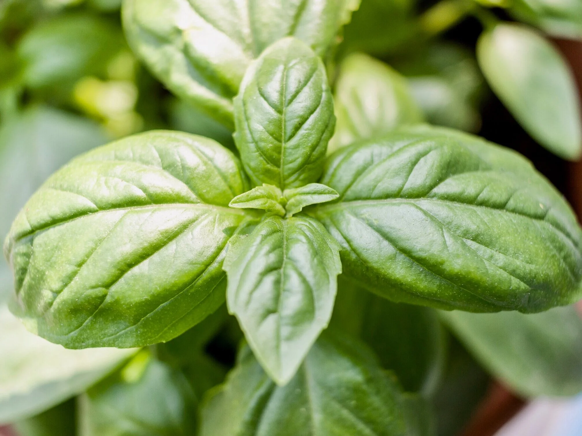 Queen of Herbs: Basil!
