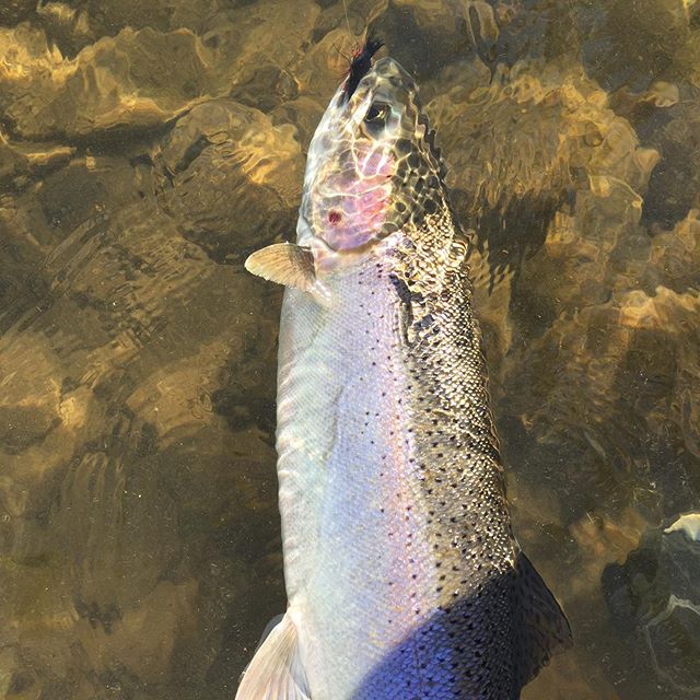 What do I do when I&rsquo;m gonna be up way early guiding the next 6 days?  Get up early and skate up a steelhead of course!  First fish of the year that blows up a skated dry fly is always great, even if it was a hatchery retread it sure didn&rsquo;