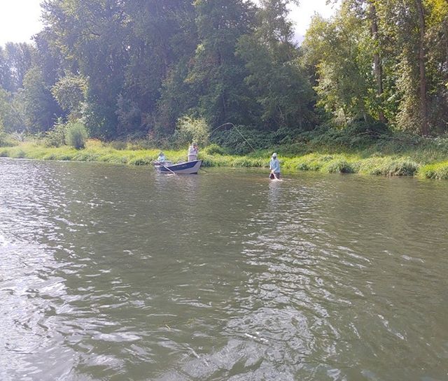 Ya&rsquo;ll know how we be doin it!  #rogueriver #wildsteelhead #steelheadflyfishing #guidelife #southernoregon #stateofjefferson #instafish #fishon #steelhead #sunnydays #flyfishing #rainbowtrout #cutthroattrout