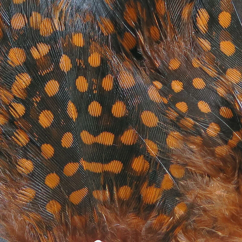 guinea feathers fly tying
