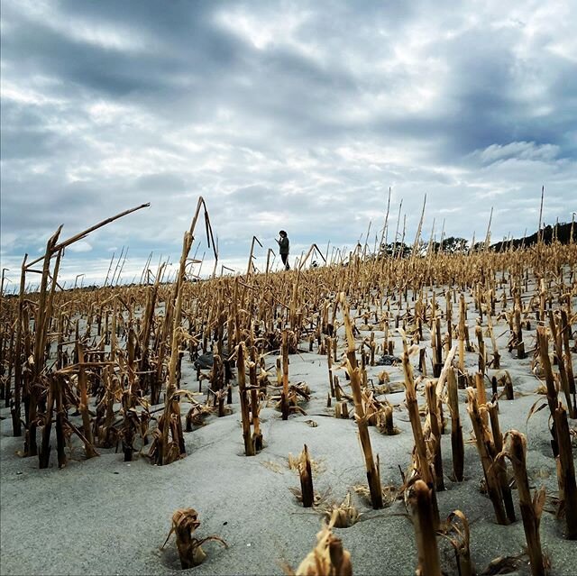 Vacation beach walk. Reeds, land mermaid, marsh, giant jellyfish.