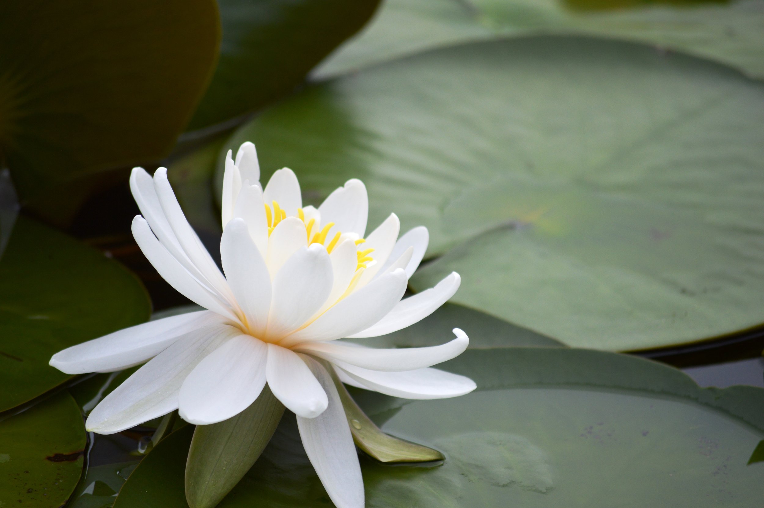 lotus flower.JPG