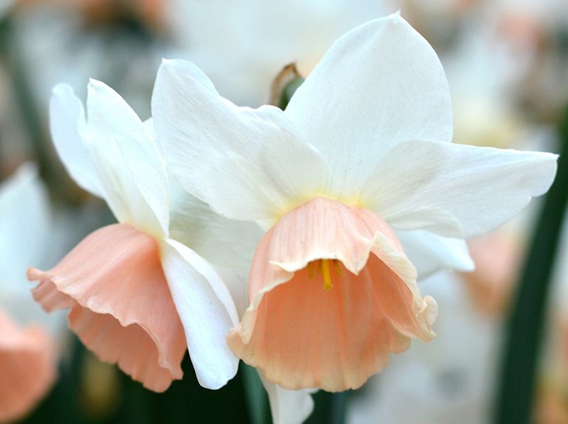 Vilka vårblommor tål några minusgrader?