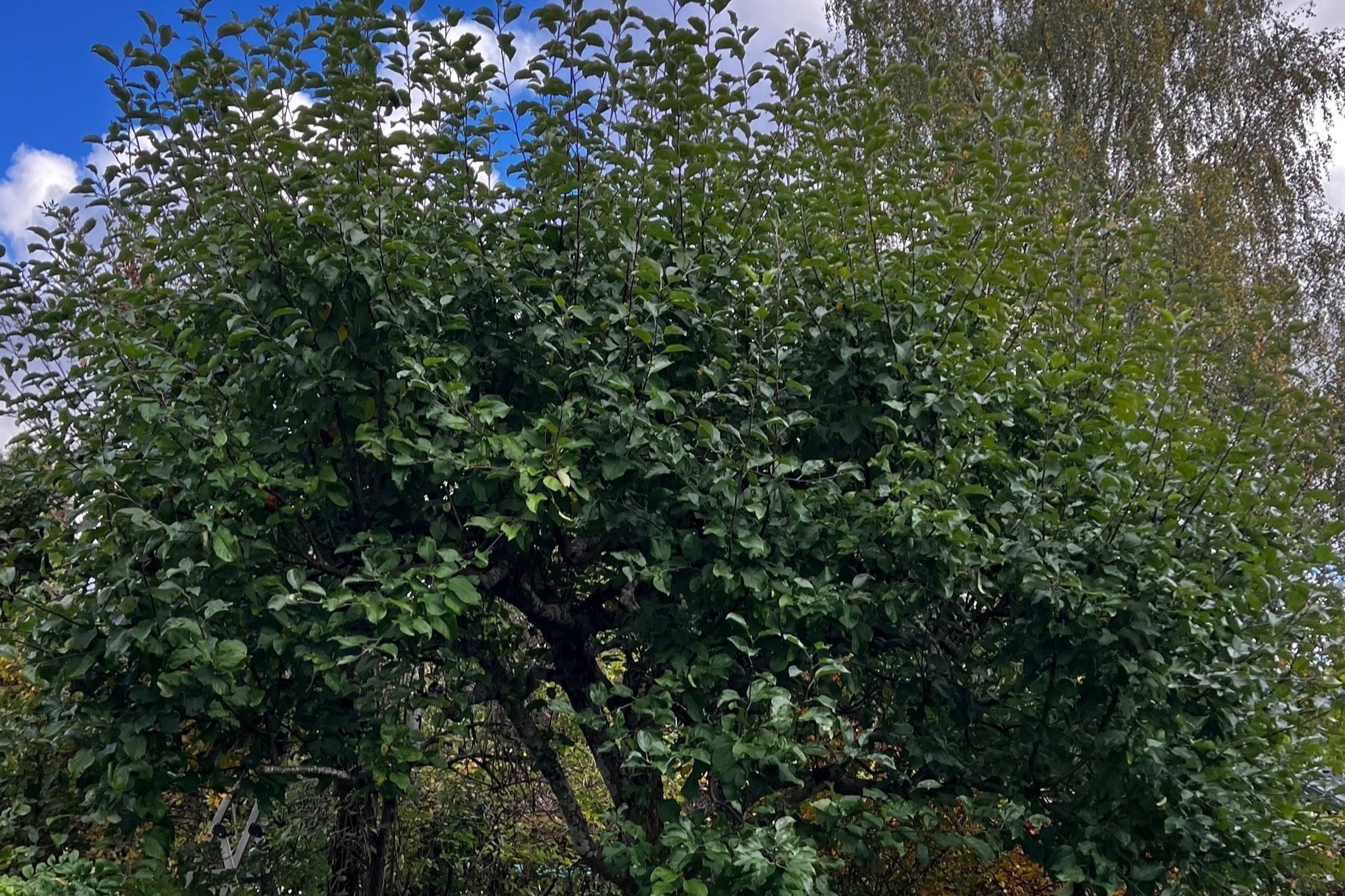 Varför bör man beskära träd?