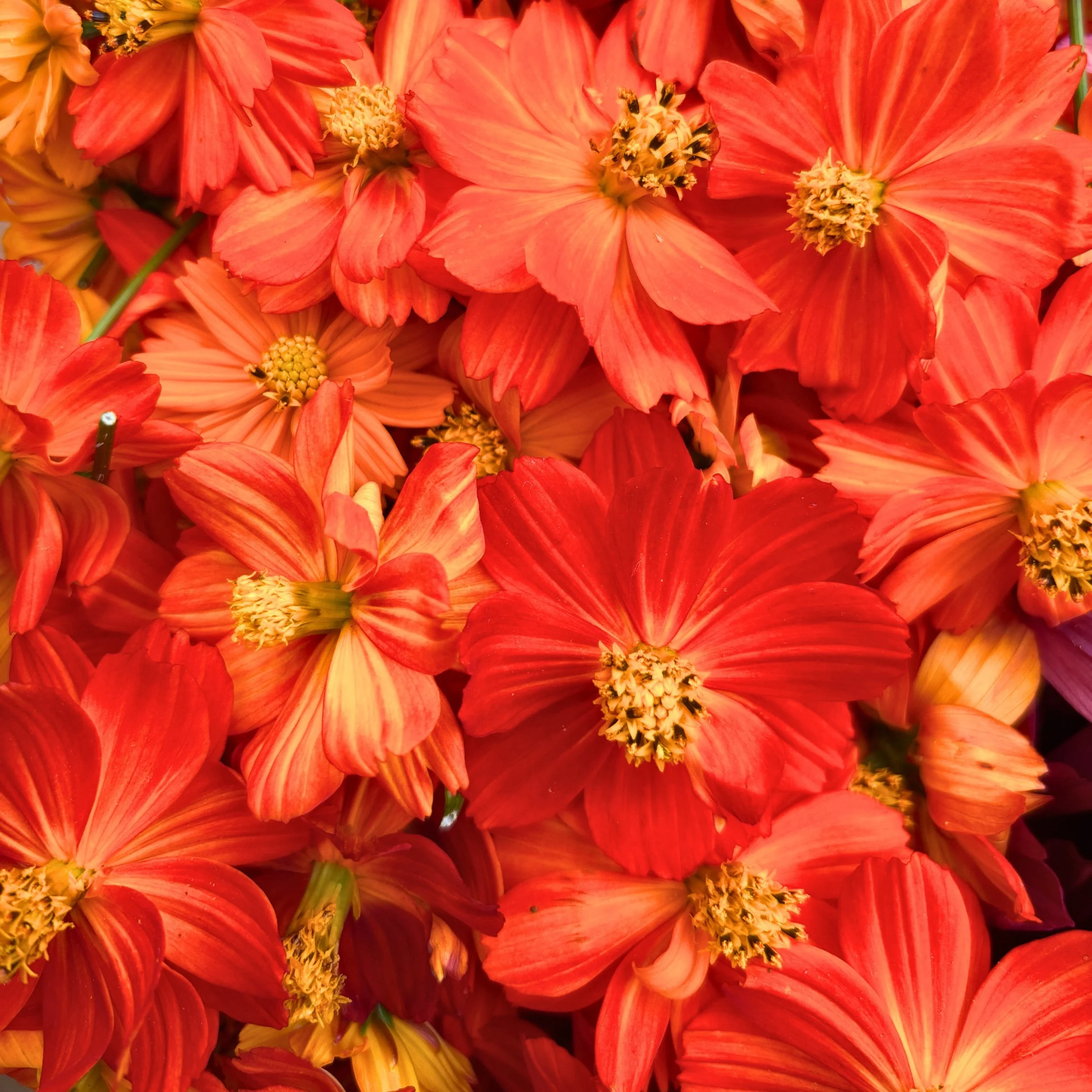 Sunrise Cosmos