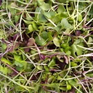 Spicy Salad.jpg