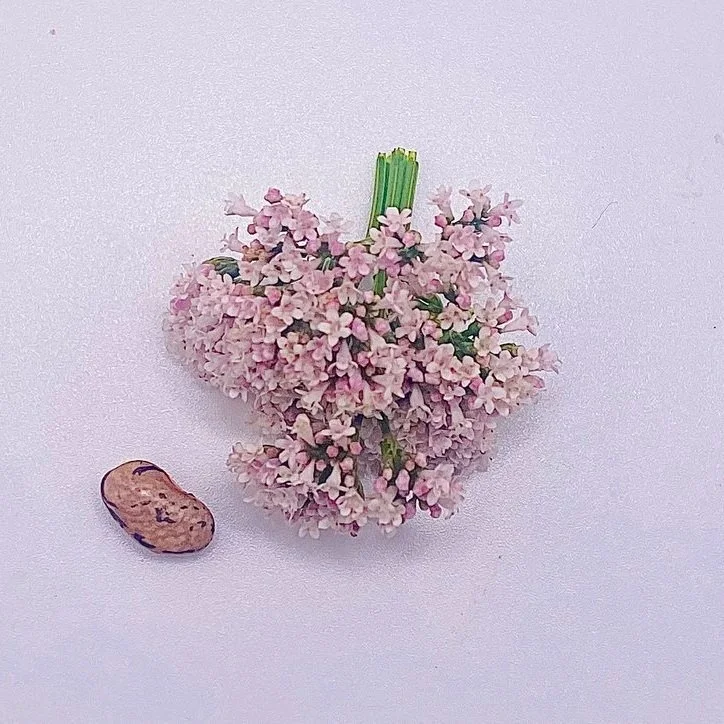Pink Valerian