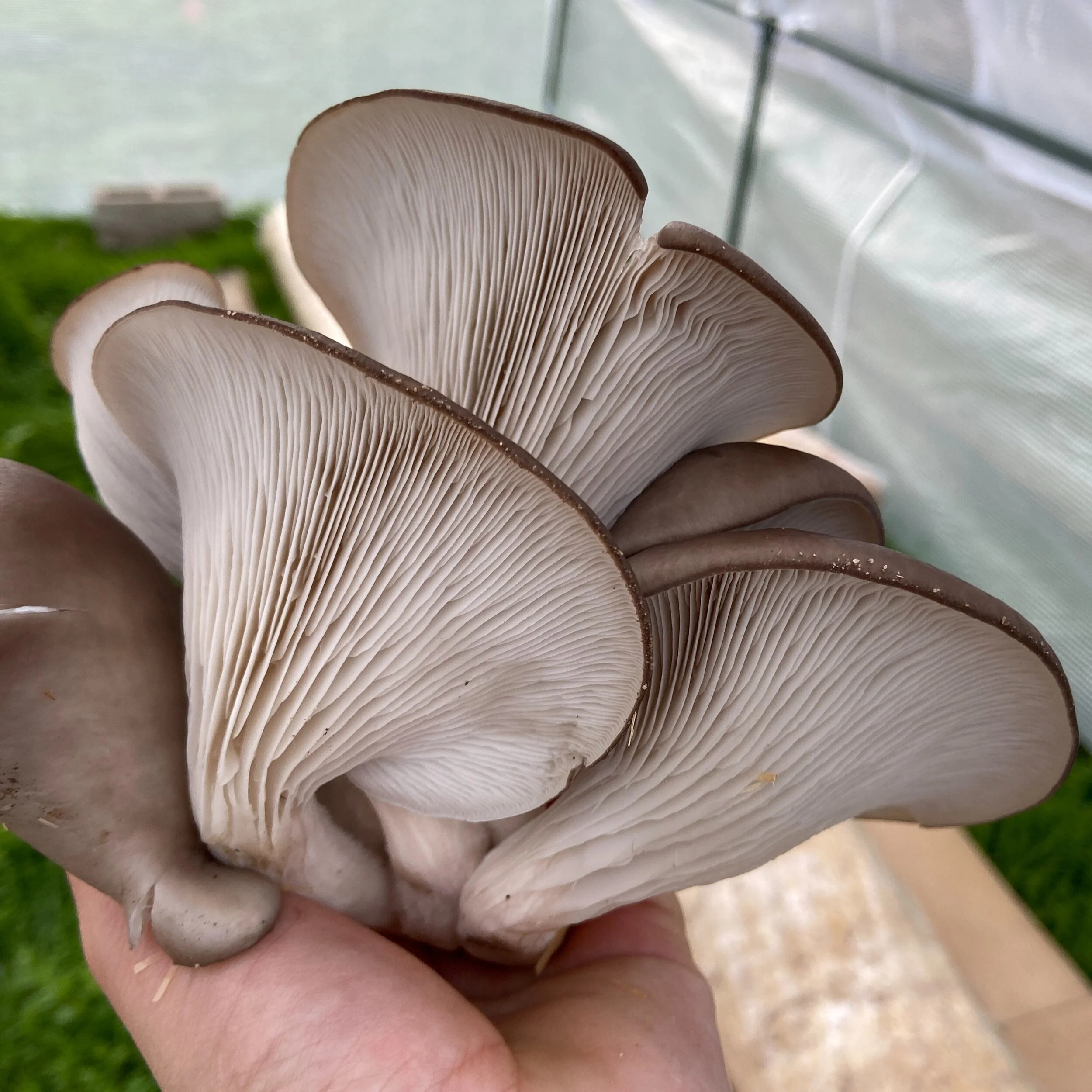 Oyster Mushroom