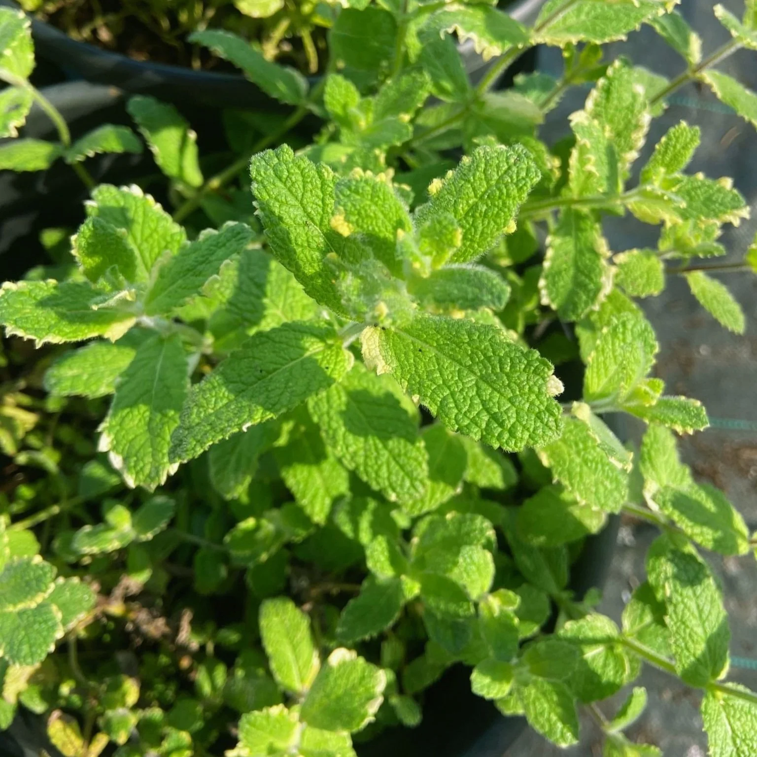 Mint