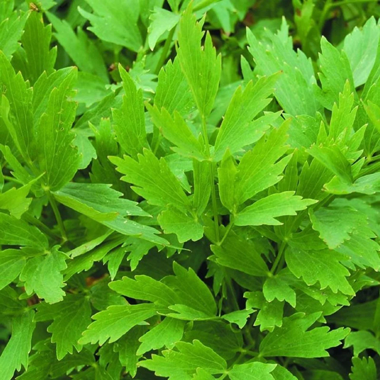 lovage.jpg