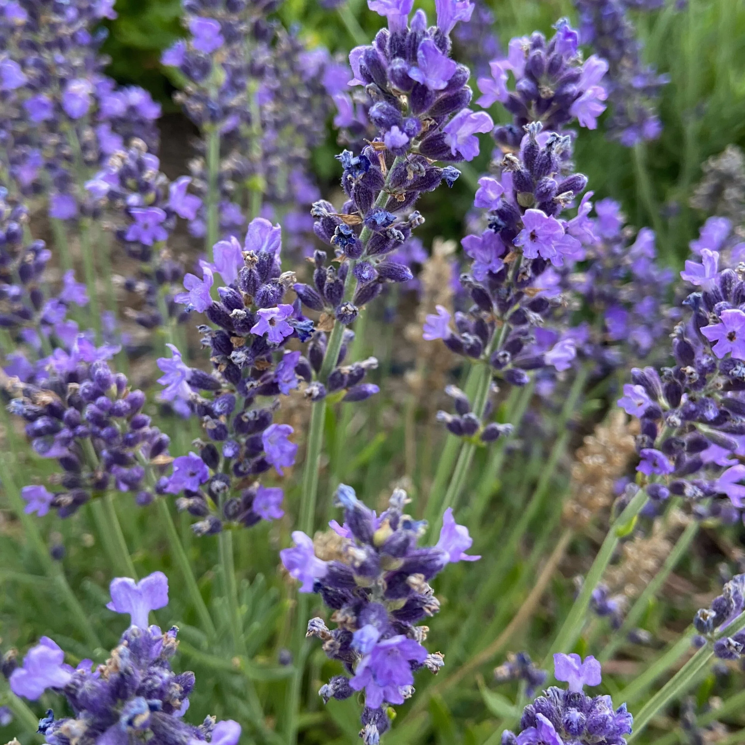 Culinary Lavender