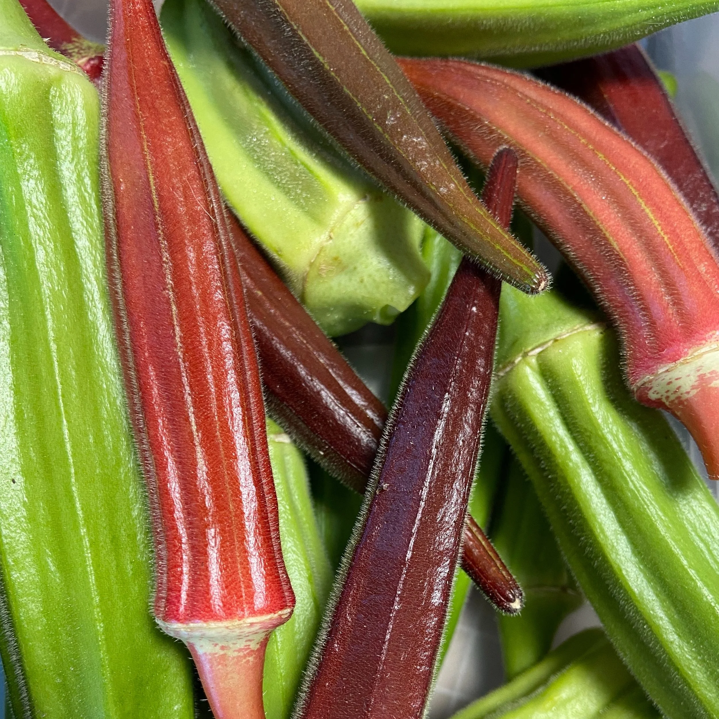 Burgundy Okra