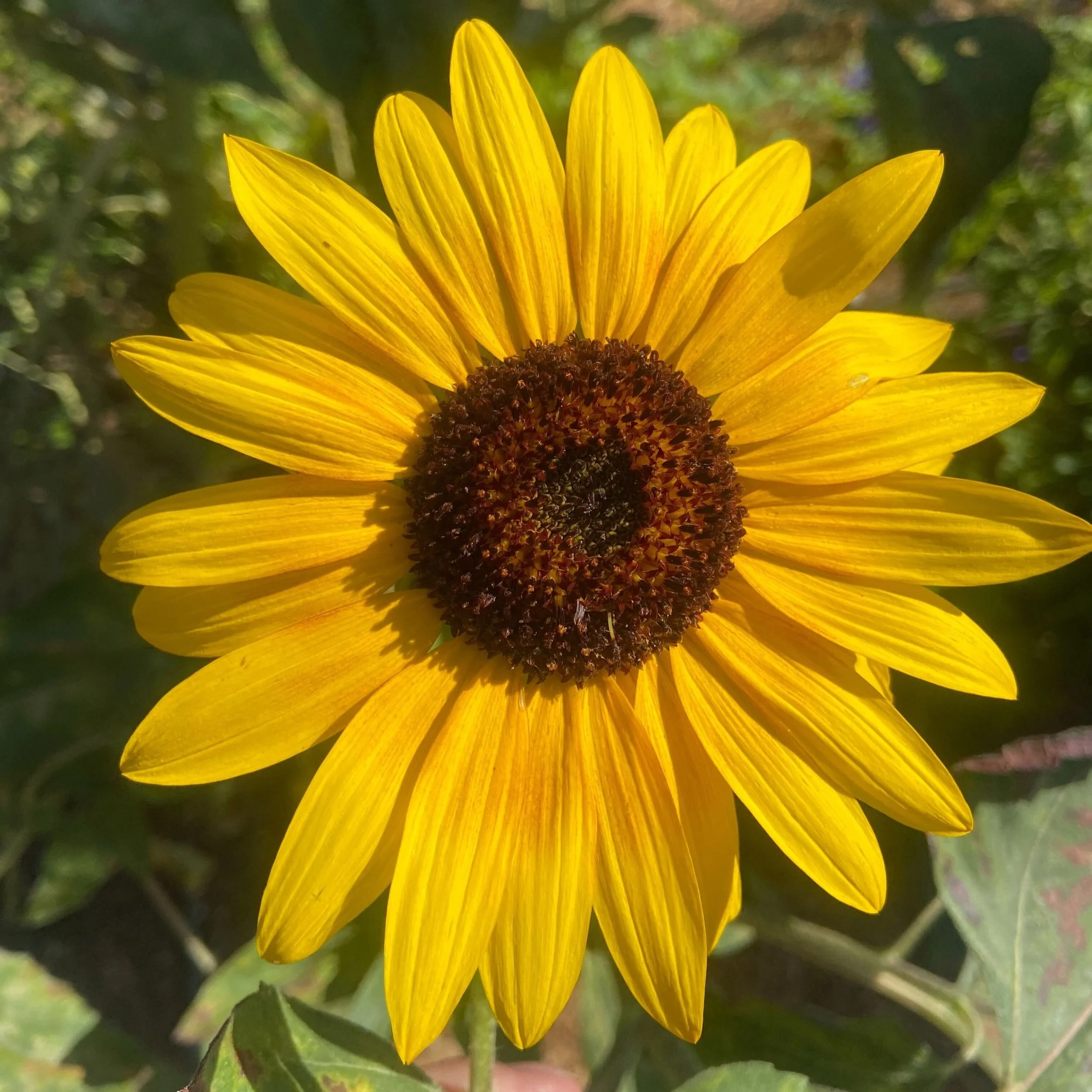 Sunflower+6+ct.jpg