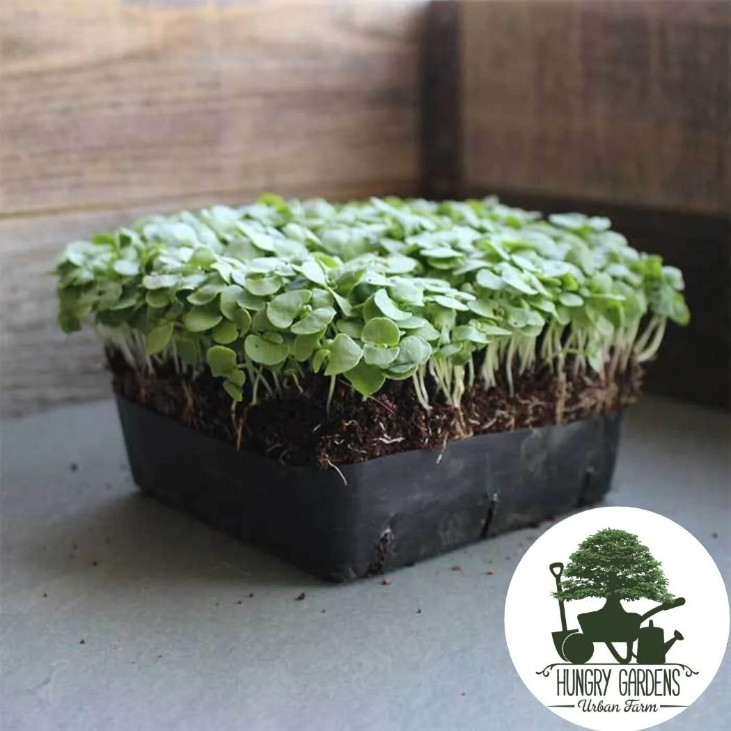 Genovese+Basil+Micro+.jpg